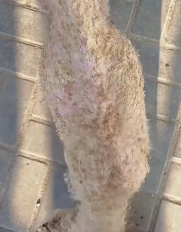 T1211025 cute animals part2