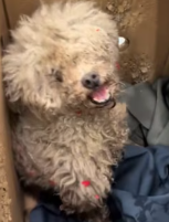 T2111020 rescued poor little dog abandoned on street.#animal #animals part2