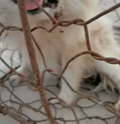 T1211018 cute animals part2