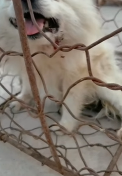 T1211018 cute animals part2