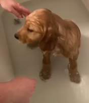 T2111018 My husband rescued drowning puppy.#animal #animals #puppy #dog #pet part2