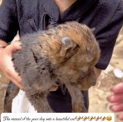 T1211004 cute animals part2