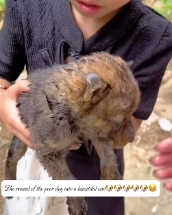 T1211004 cute animals part2