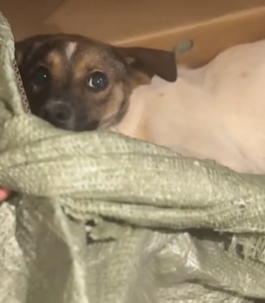 T1611060 Rescue dog.#rescue #rescueanimals #animals #dog #puppy #pitiful part2