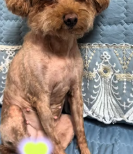 T2111017 rescued injured stray puppy by roadside#help #rescue #animal part2