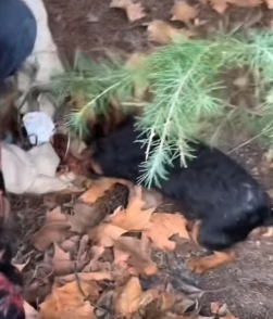 T1211021 Cute animals part2