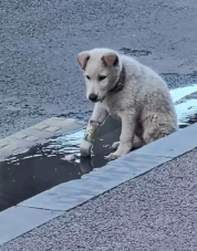 T2111058 morning found stray dog sore leg sad face part2