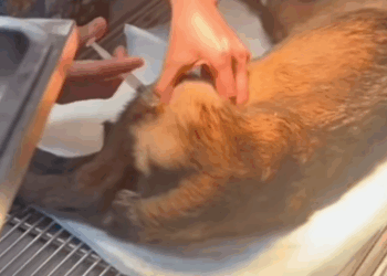 T1211028 Rescue poisoned dog lying on side of road part2