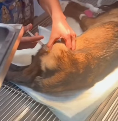 T1211028 Rescue poisoned dog lying on side of road part2