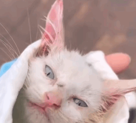 T1611059_Rescue cat.#rescue #rescueanimals #animals #cat #kitten #pitiful part2