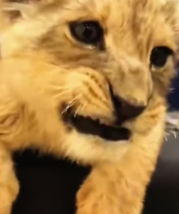 T2111015 My husband found homeless lion cub outdoors #help #rescue #animal part2