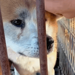 T1211020 cute animals part2