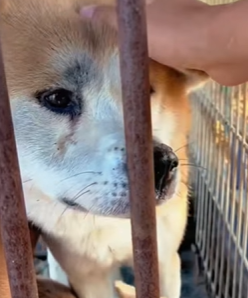 T1211020 cute animals part2