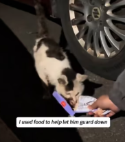 T2111016 found little poor kitten tumor near my home#help #rescue part2