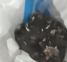 T1611056_Rescue cat.#rescue #rescueanimals #animals #pitiful #cat #kitten part2