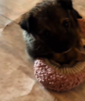 T2111014 came across an adorable little puppy on my way home #help #rescue part2