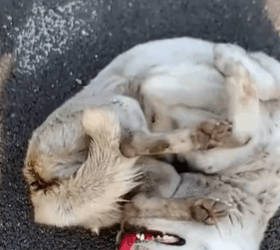 T1611057 Rescue dog.From Fear to Trust.#rescue #rescueanimals #animals part2