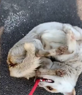 T1611057 Rescue dog.From Fear to Trust.#rescue #rescueanimals #animals part2