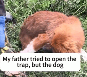 T1611058_Glimmer of Hope Rescuing Trapped Dog.#rescue #rescueanimals part2