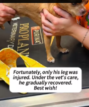 T2111013 We encountered poor puppy had fallen building #help part2