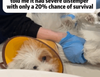 T1611055_Rescue dog. #rescue #rescueanimals #animals #pitiful #loveanimals_part2