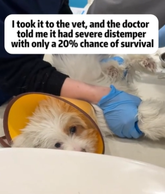 T1611055_Rescue dog. #rescue #rescueanimals #animals #pitiful #loveanimals_part2