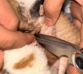 T1611054_Rescue stray cats. tried to give them second chance at life part2