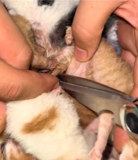 T1611054_Rescue stray cats. tried to give them second chance at life part2