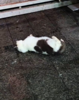 T2111011 My friend found poor little kitten struggling on wing just as part2