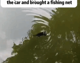 T1611051 Rescue cat.#rescue #rescue #animals #adoptdontshop #catrescue part2