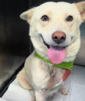 T2111009 found poor little puppy broken leg in wilderness part2