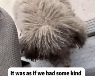 T1611052 Rescue dog.#rescue #rescueanimals #animals #adoptdontshop #straydog part2