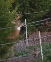 T2111007 man rescued buck when he fishing then #rescue #help #animal part2