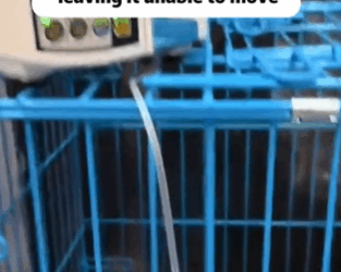 T1611053 Rescue cat.#rescue #rescueanimals #animals #pitiful #loveanimals part2