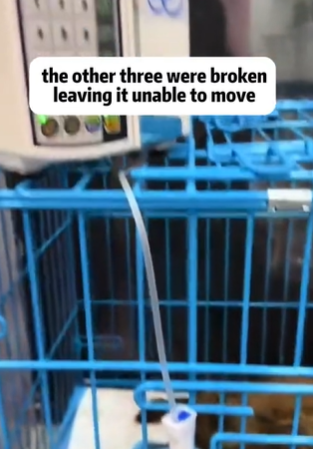 T1611053 Rescue cat.#rescue #rescueanimals #animals #pitiful #loveanimals part2