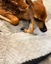 T2111008 rescued deer fell into ditch when was running in part2