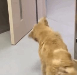 T1611050 Rescue dog.#rescue #animals #adoptdontshop #secondchance #petlover_part2