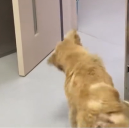 T1611050 Rescue dog.#rescue #animals #adoptdontshop #secondchance #petlover_part2