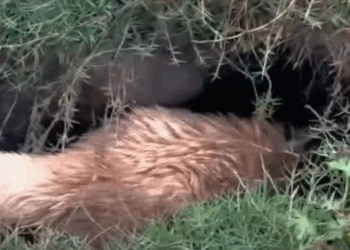 T1211013 cute animals part2