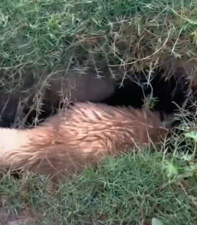 T1211013 cute animals part2