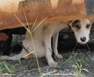 T1511028 Stray dog wandering on the highway. cuteanimals dog cute lovedogs part2