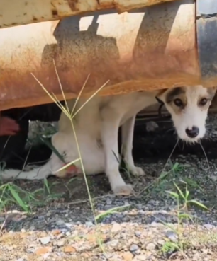 T1511028 Stray dog wandering on the highway. cuteanimals dog cute lovedogs part2