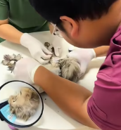 T2111056 He struggled so hard how could not care him #cat #rescuecat part2