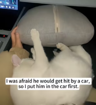 T2111005 An injured white cat was abandoned on roadside, rescued it part2