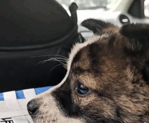 T1611048 Rescue dog.#rescue #animals #adoptdontshop #petlover #straydog 2