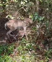 T2111006 man rescued buck when he fishing then #rescue #help #animal part2