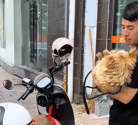 T1611049_Rescue dog.#rescue #animals #adoptdontshop #petlover #straydog part2