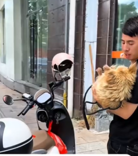 T1611049_Rescue dog.#rescue #animals #adoptdontshop #petlover #straydog part2