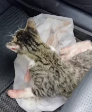 T2111004 cat was attacked by pack of dogs, so went to his rescue part2