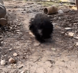 T1611047 Rescue dog.#rescue #animals #adoptdontshop #petlover #straydog #hop…_part2